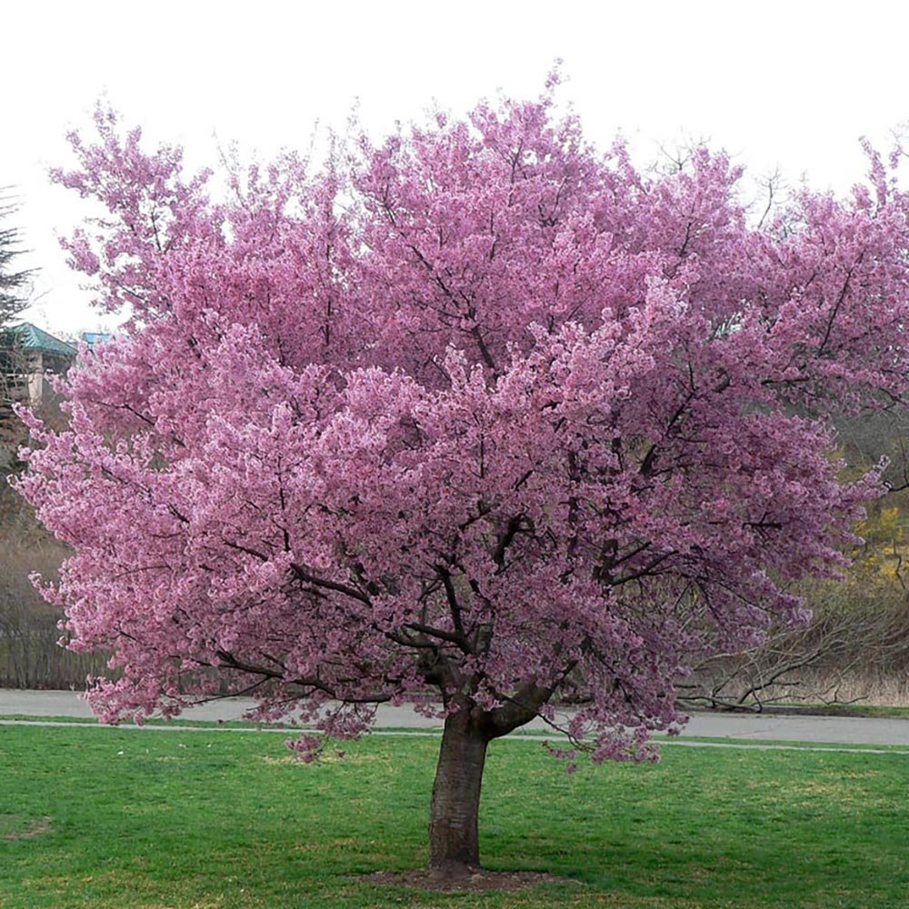 Сакура, японска череша Okame, с яркорозови цветове