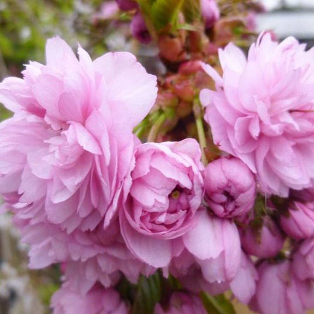 Cires Japonez plangator Kiku-Shidare-Zakura, cu flori roz duble