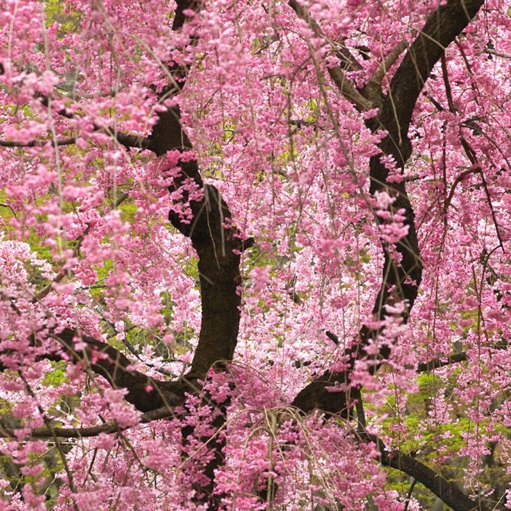 Cires Japonez plangator Kiku-Shidare-Zakura, cu flori roz duble