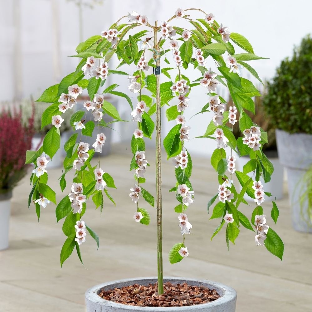 Cires Japonez Plangator (Prunus Ivensii), cu flori albe