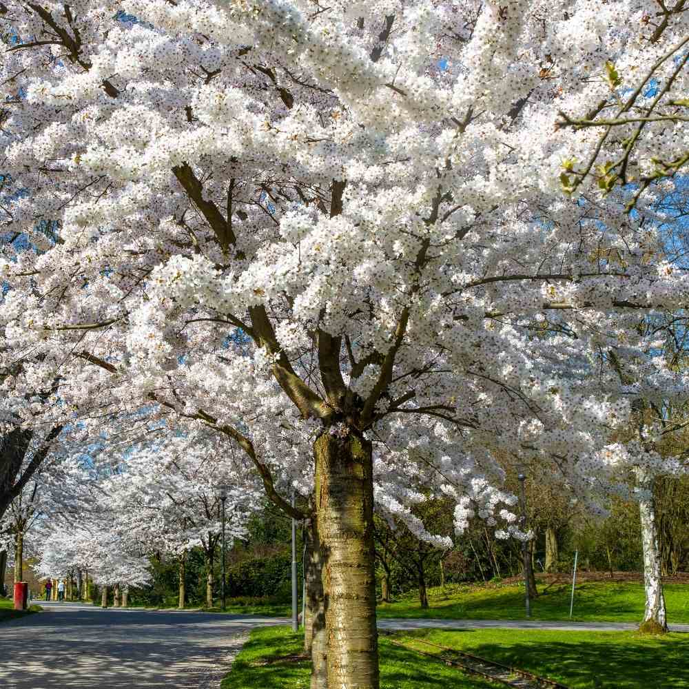 Cires Japonez Plangator (Prunus Ivensii), cu flori albe