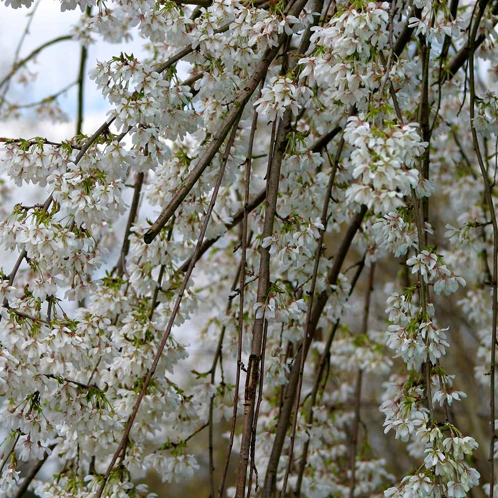 Cires Japonez Plangator (Prunus Ivensii), cu flori albe