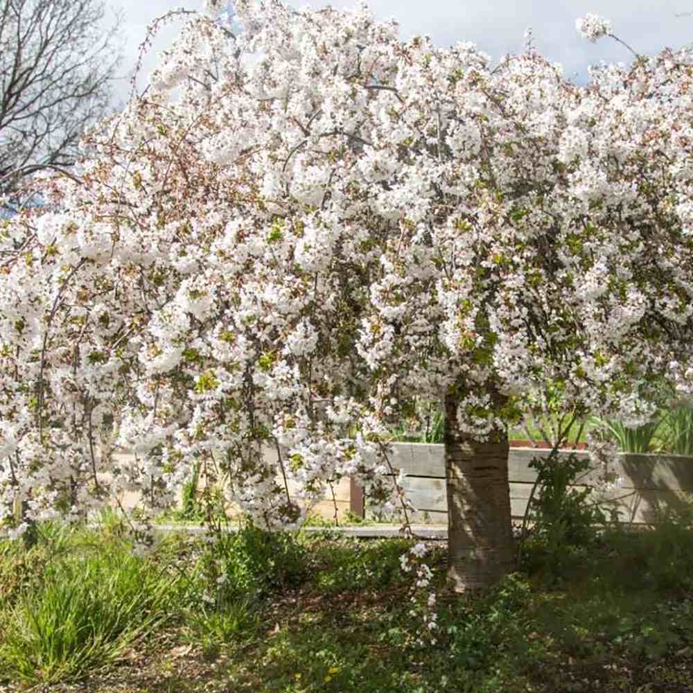 Cires Japonez Plangator (Prunus Ivensii), cu flori albe