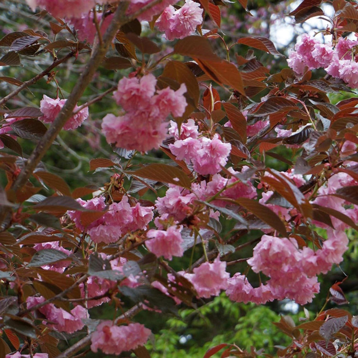 Сакура, японска череша Royal Burgundy, с розово-бели цветове и бордо листа