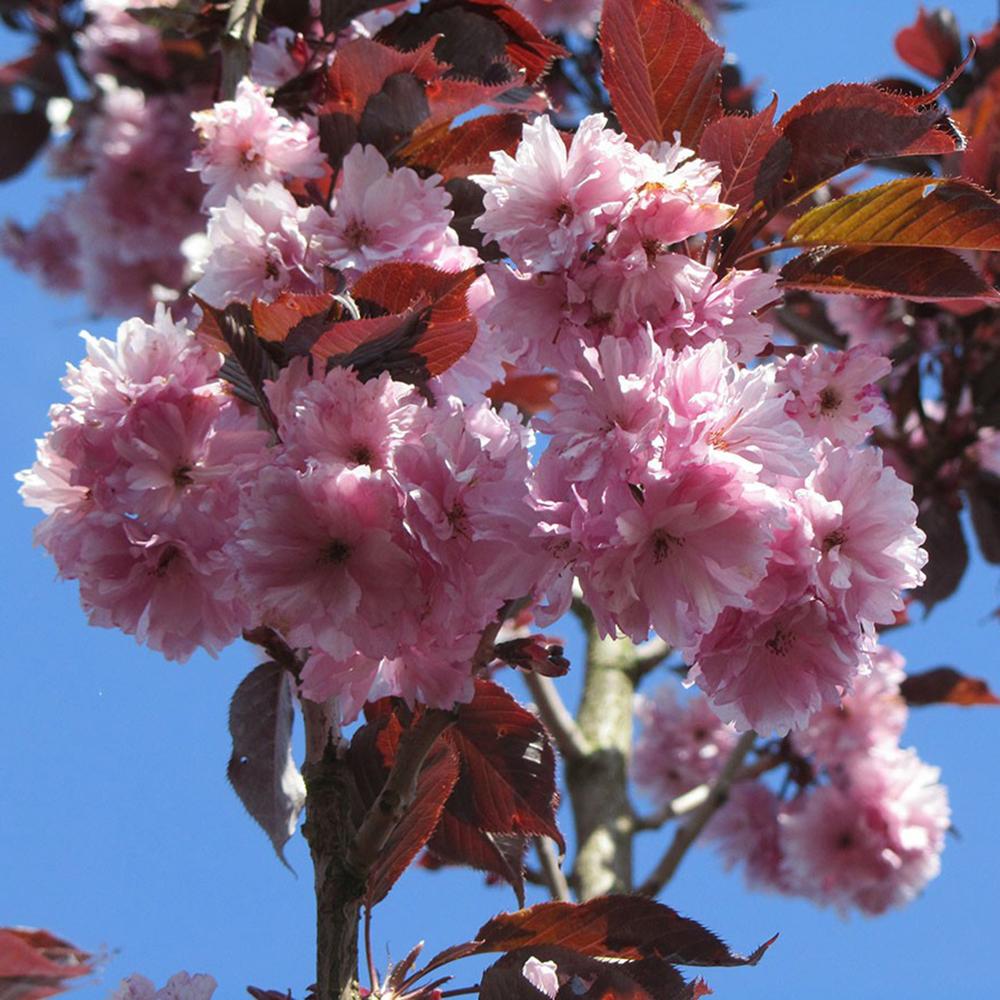 Сакура, японска череша Royal Burgundy, с розово-бели цветове и бордо листа