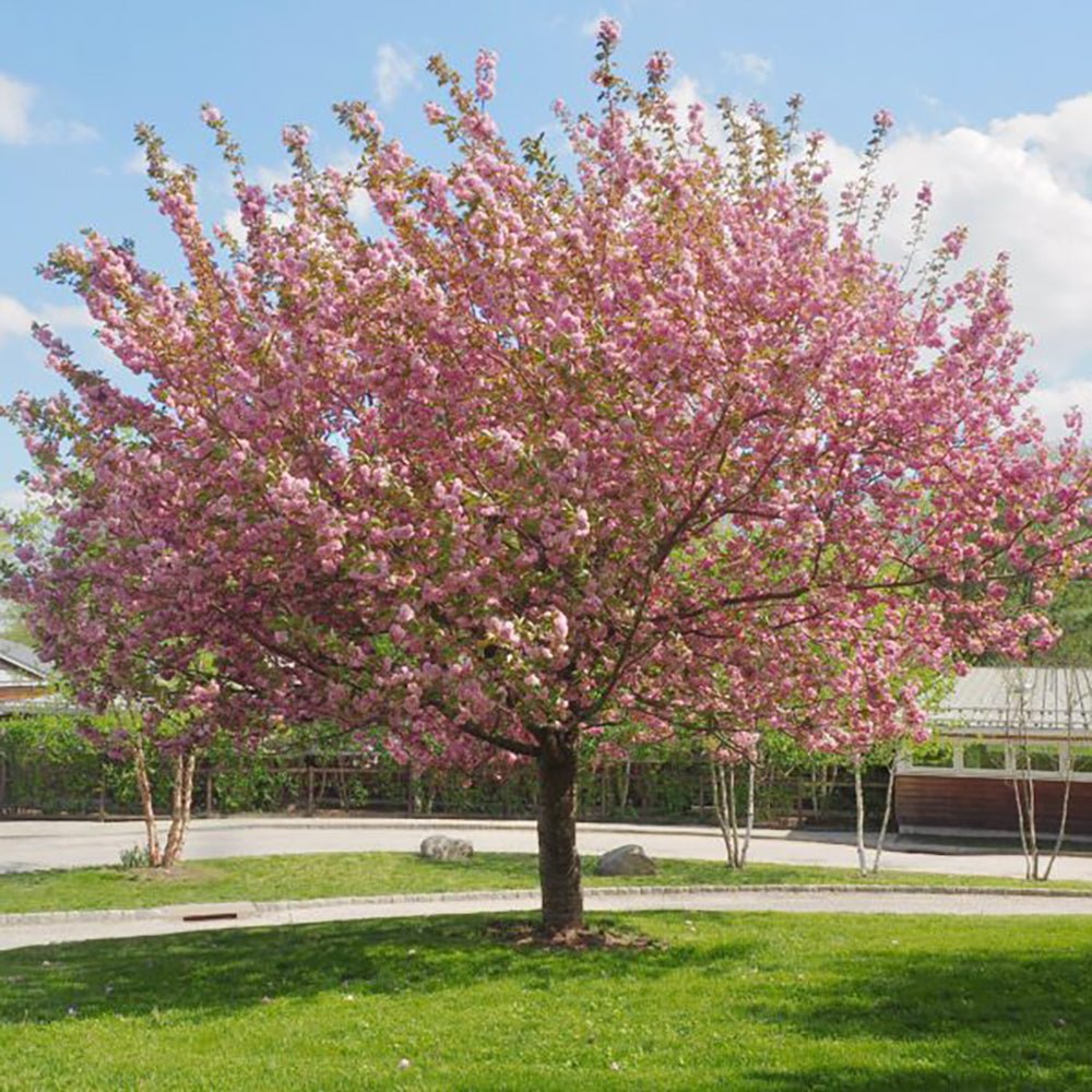 Сакура, японска череша Royal Burgundy, с розово-бели цветове и бордо листа