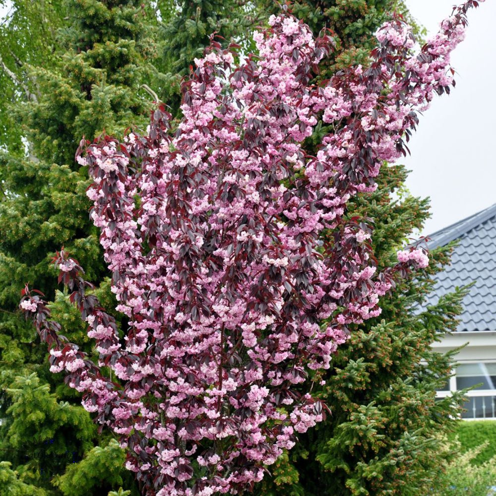 Cires Japonez Royal Burgundy, cu flori roz-albe si frunze burgundi