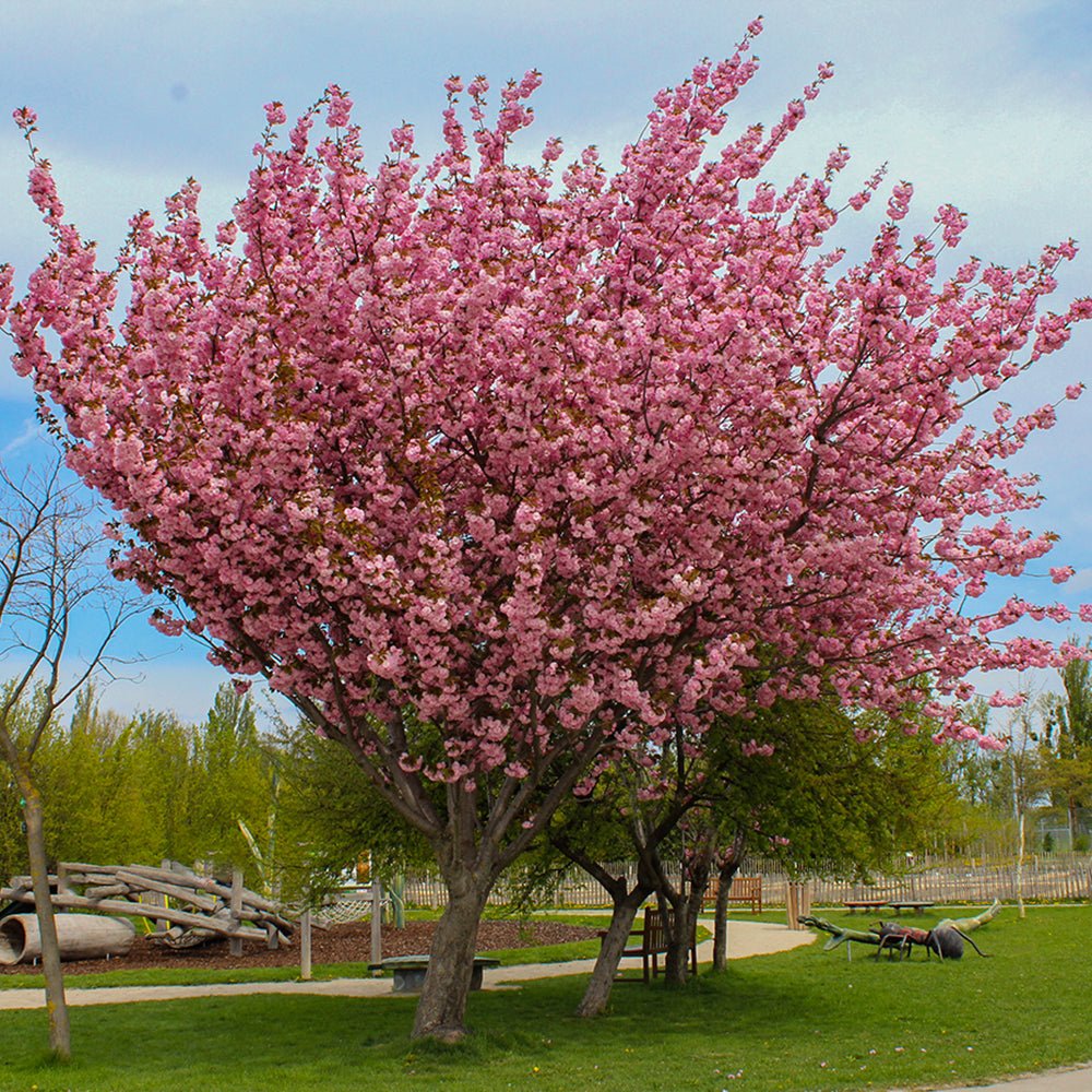 Сакура, японска череша Royal Burgundy, с розово-бели цветове и бордо листа