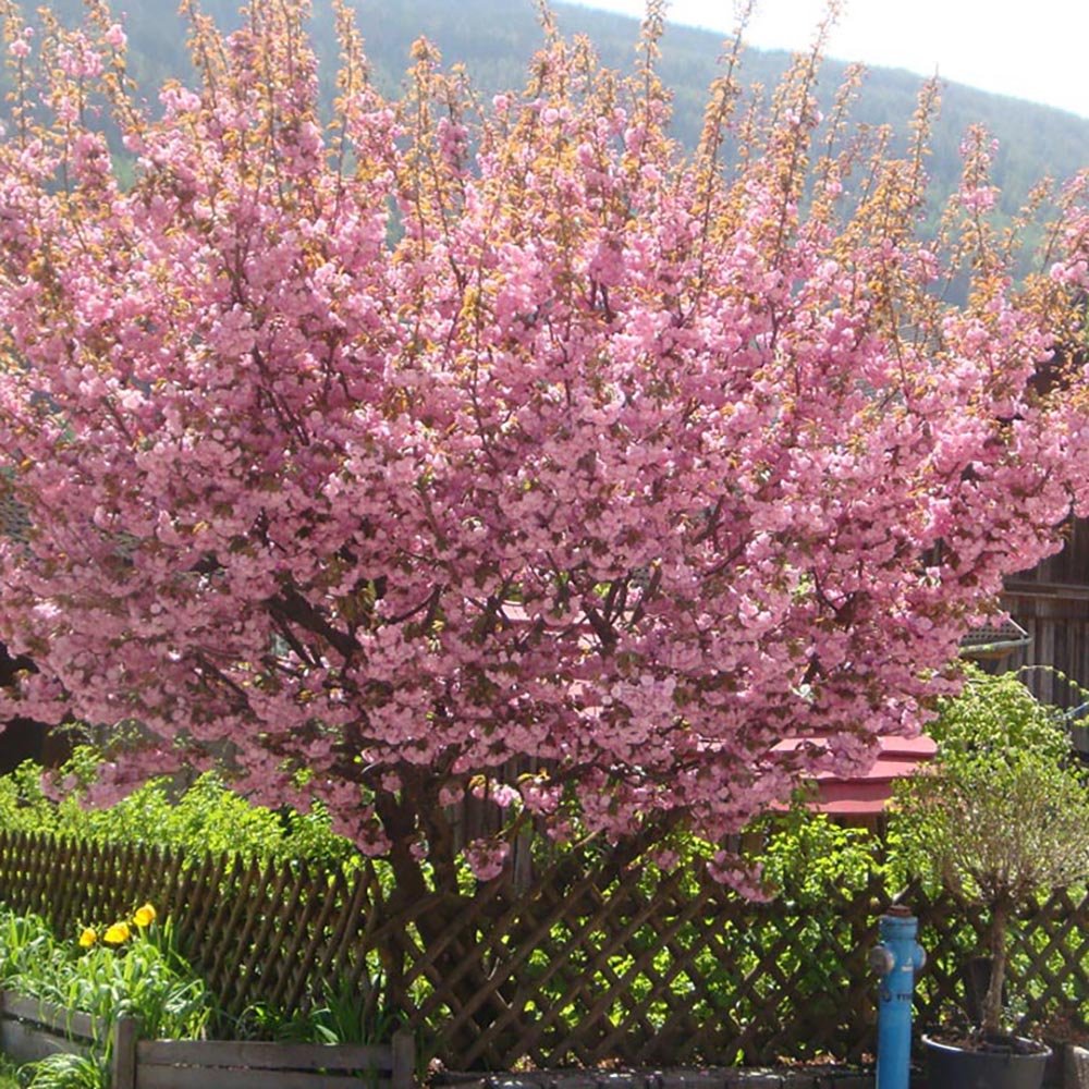 Кралска бургундска японска череша, с розово-бели цветя и бордо листа