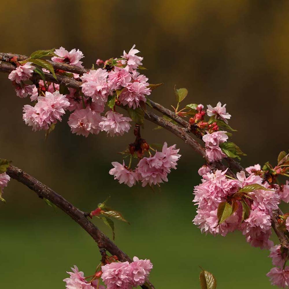 Сакура, японска череша Royal Burgundy, с розово-бели цветове и бордо листа