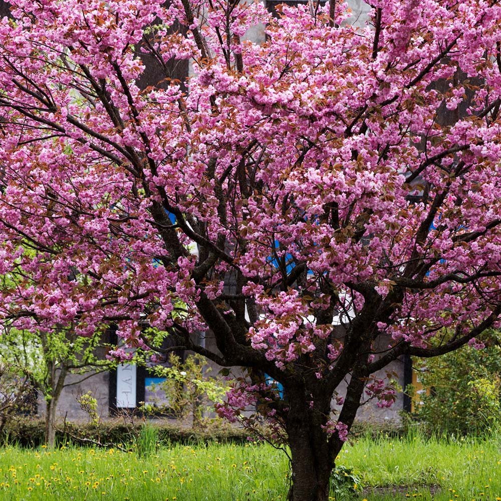 Сакура, японска череша Royal Burgundy, с розово-бели цветове и бордо листа