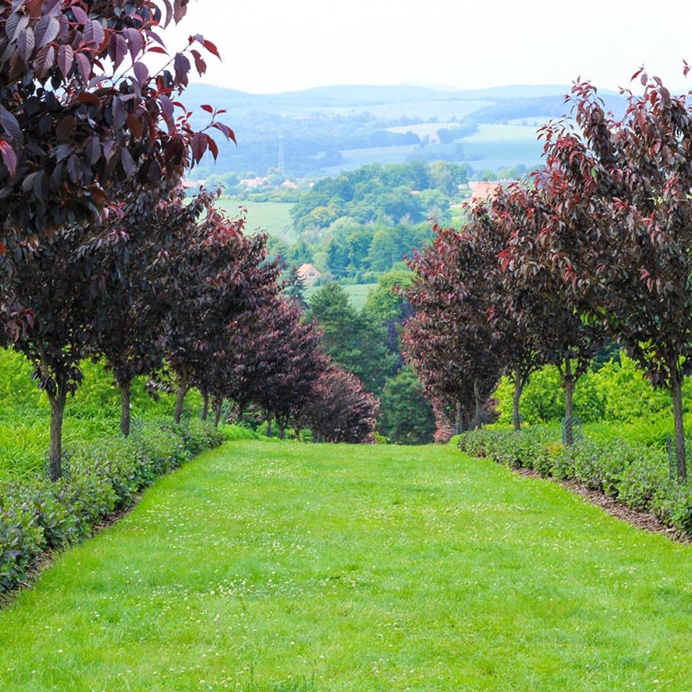 Сакура, японска череша Royal Burgundy, с розово-бели цветове и бордо листа