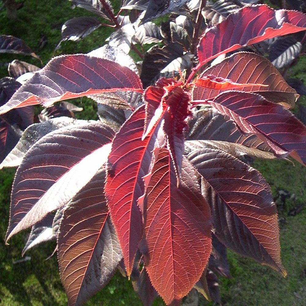 Сакура, японска череша Royal Burgundy, с розово-бели цветове и бордо листа