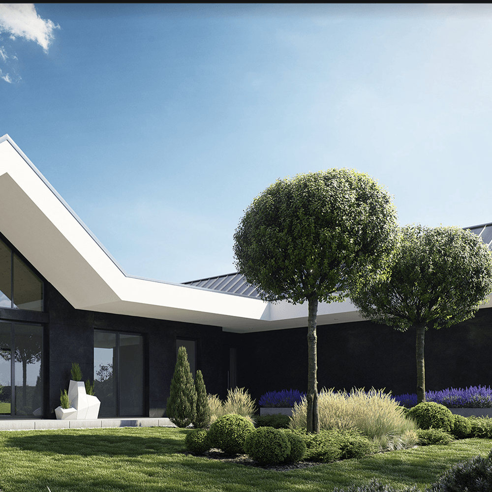 Cires Ornamental Globular Umbraculifera, cu flori albe