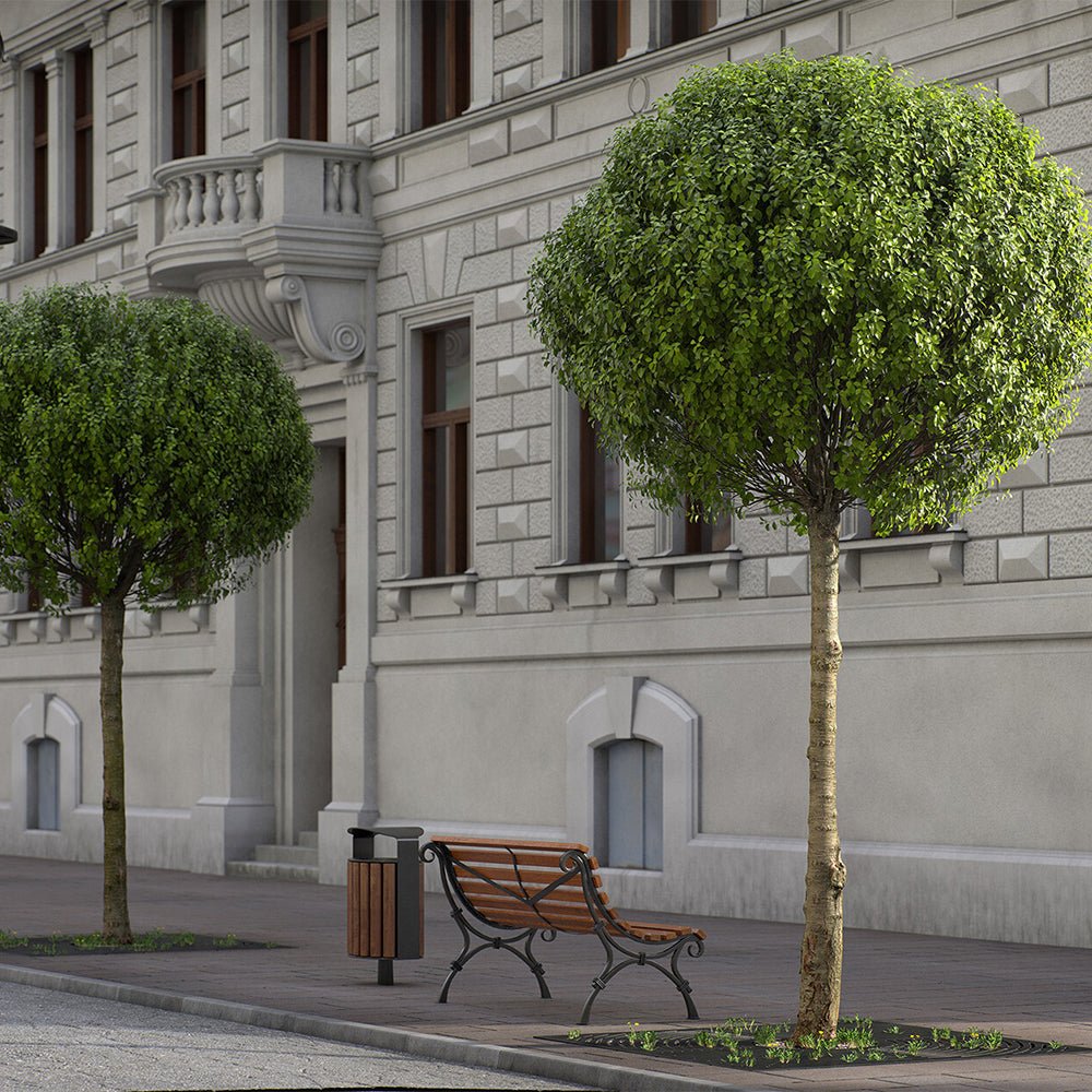 Cires Ornamental Globular Umbraculifera, cu flori albe