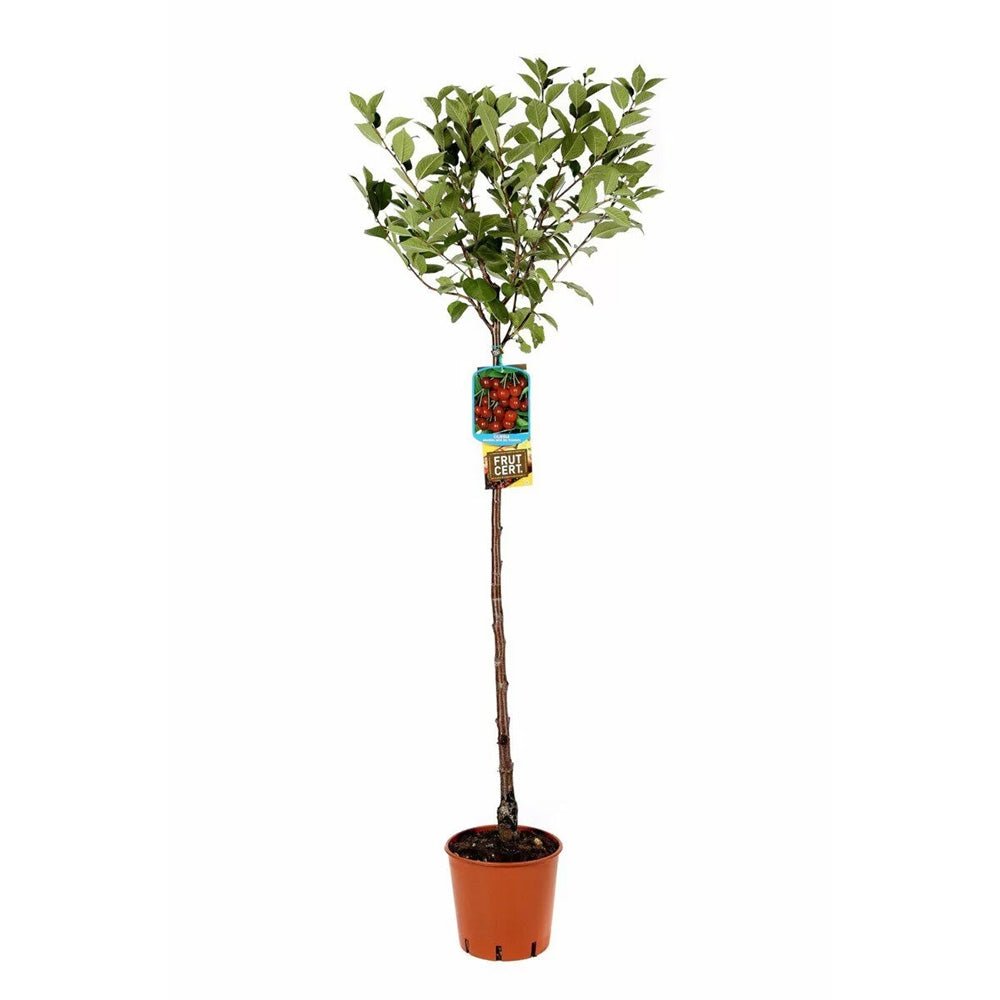 Cires (Prunus Avium) Bigarreau Burlat, cu fructe dulci rosii-inchis