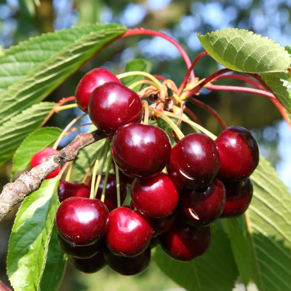 Cires (Prunus Avium) Bigarreau Burlat, cu fructe dulci rosii-inchis