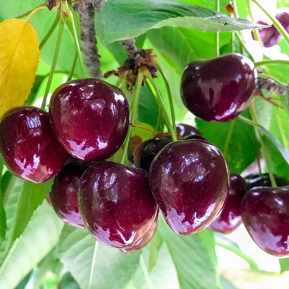 Cires (Prunus Avium) Cherry Boop, cu fructe dulci rosii-inchis