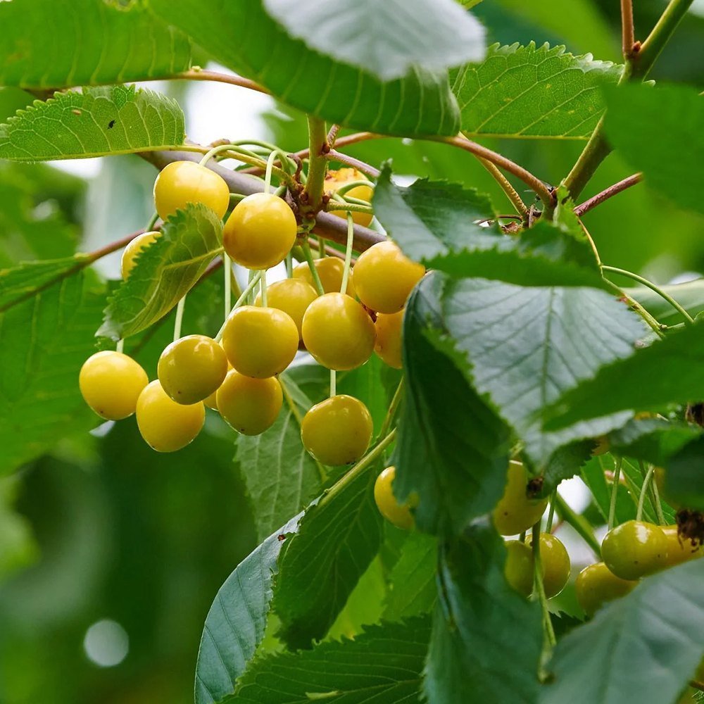 Cires (Prunus Avium) Donissens Gold, cu fructe dulci galbene