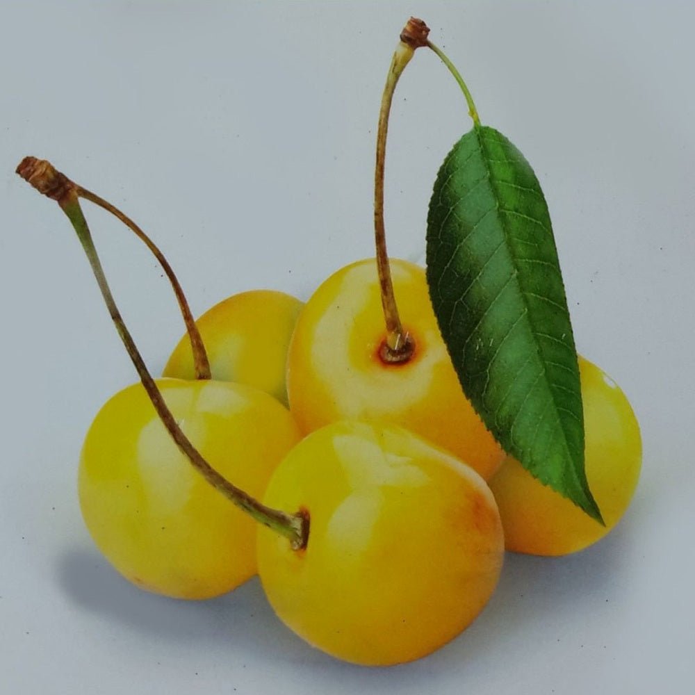Cires (Prunus Avium) Donissens Gold, cu fructe dulci galbene