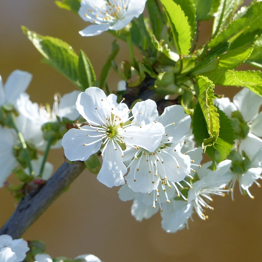 Cires (Prunus Avium) Lapins, cu fructe dulci rosii-inchis