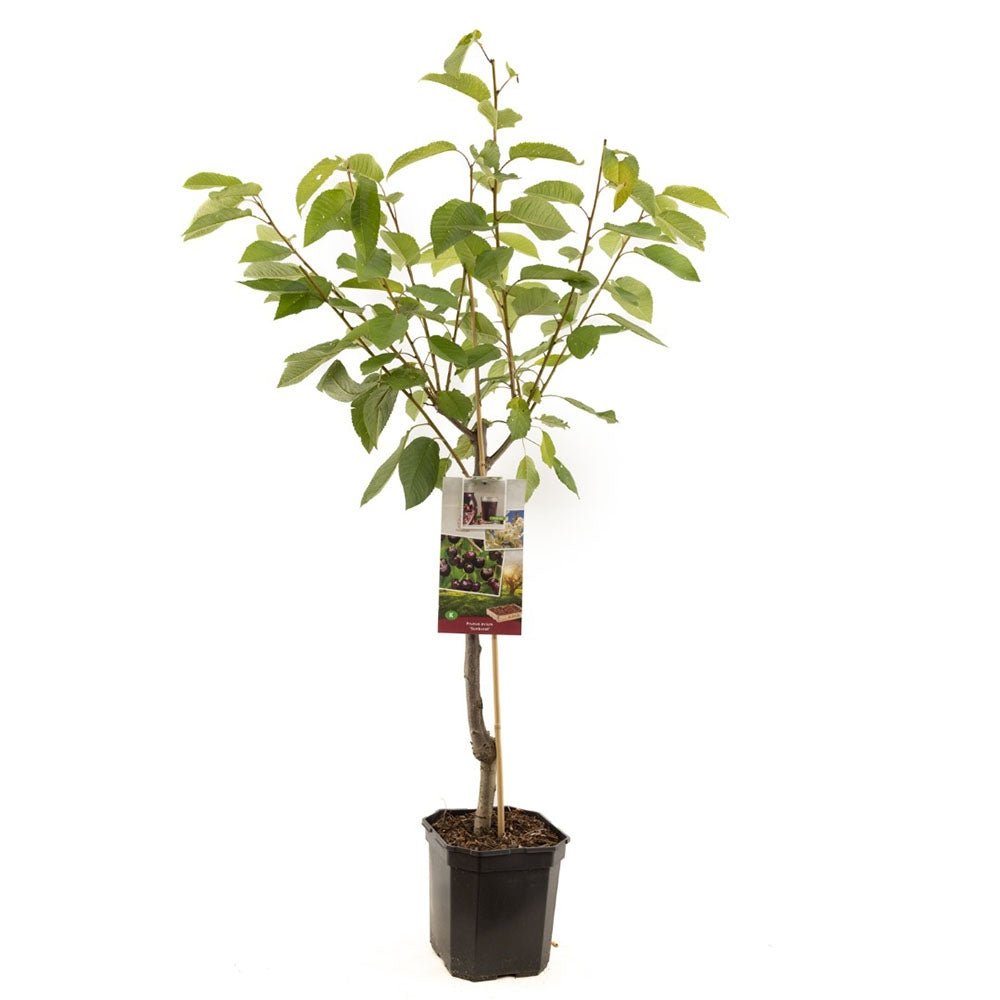 Cires (Prunus Avium) Sunburst, cu fructe dulci rosu inchis