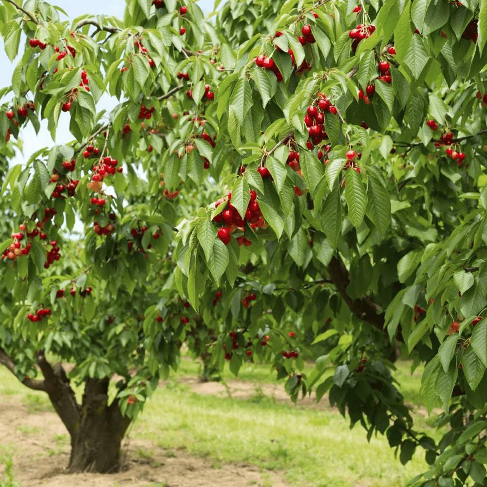 Cires (Prunus Avium) Sunburst, cu fructe dulci rosu inchis