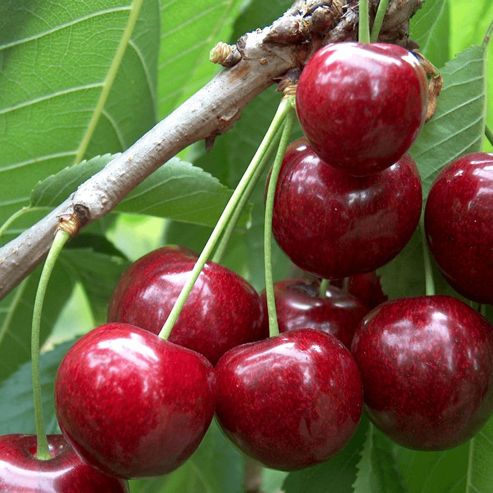 Cires (Prunus Avium) Sunburst, cu fructe dulci rosu inchis