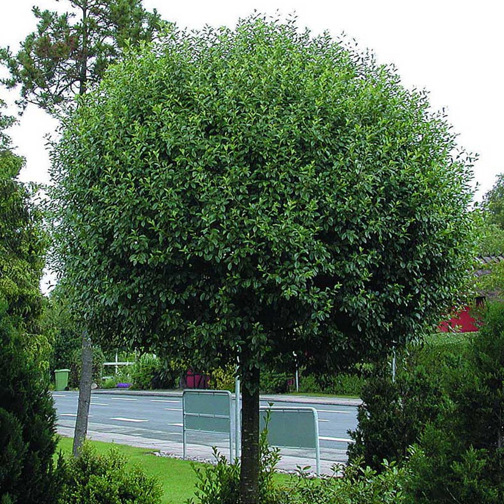 Cires Ornamental Globular Umbraculifera, cu flori albe