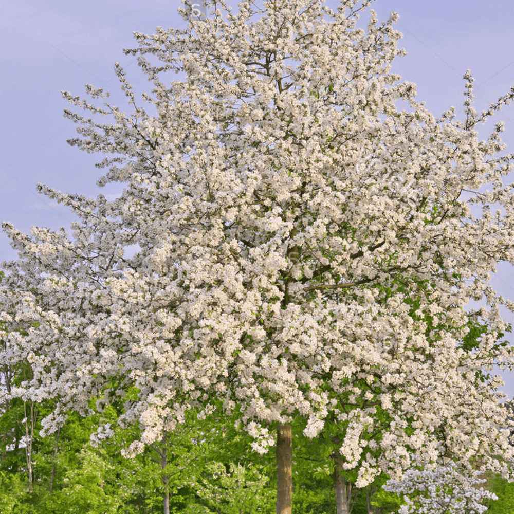Ciresul (Prunus Avium) Regina, cu fructe dulci rosu inchis