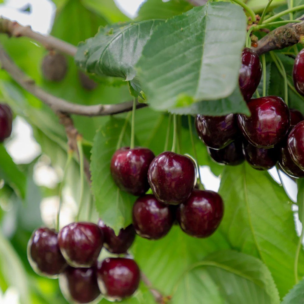 Ciresul (Prunus Avium) Regina, cu fructe dulci rosu inchis
