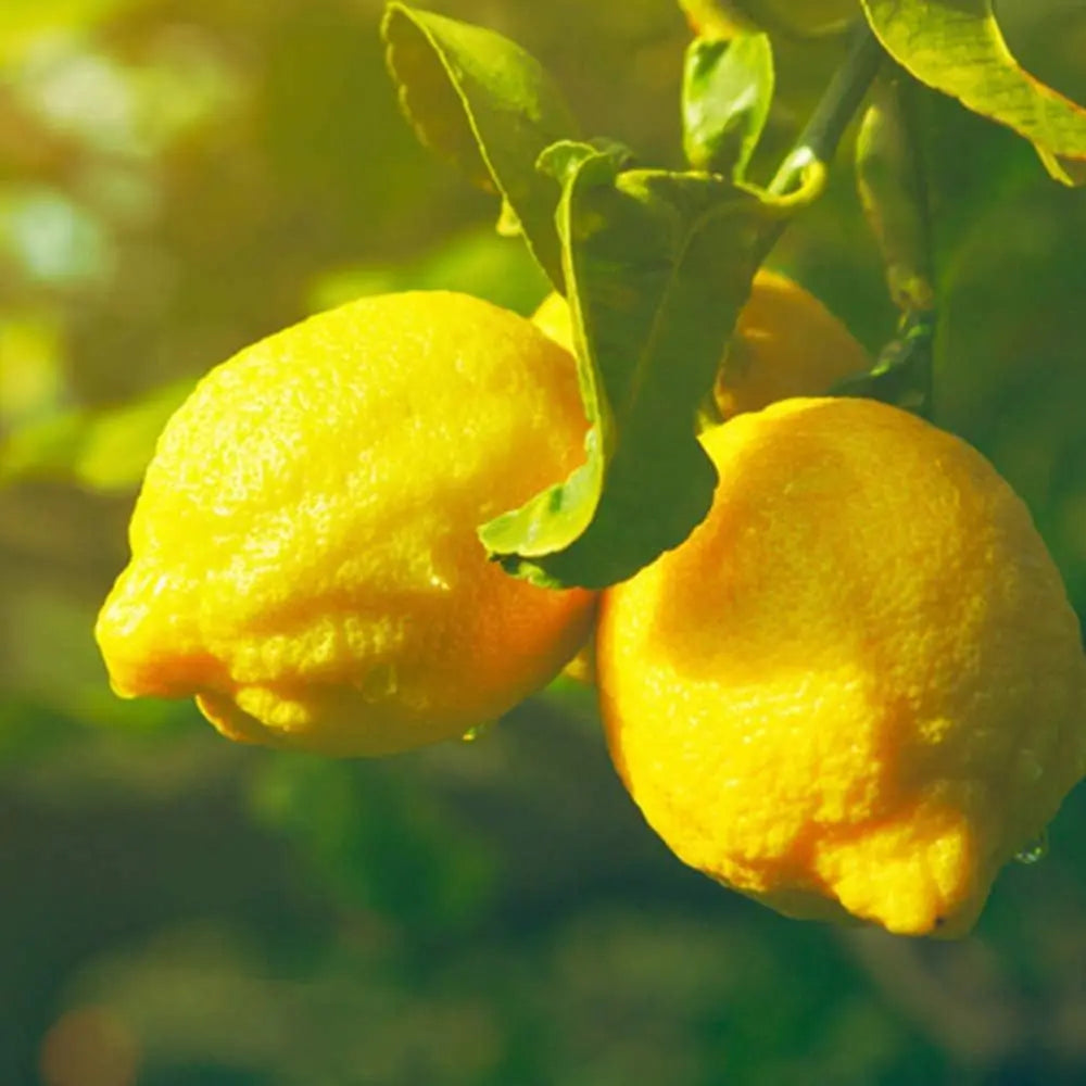 Pom Lamai (Citrus Limon) Di Sorrento, 110 cm, cu fructe mari galbene si parfumate, an 2 pe rod
