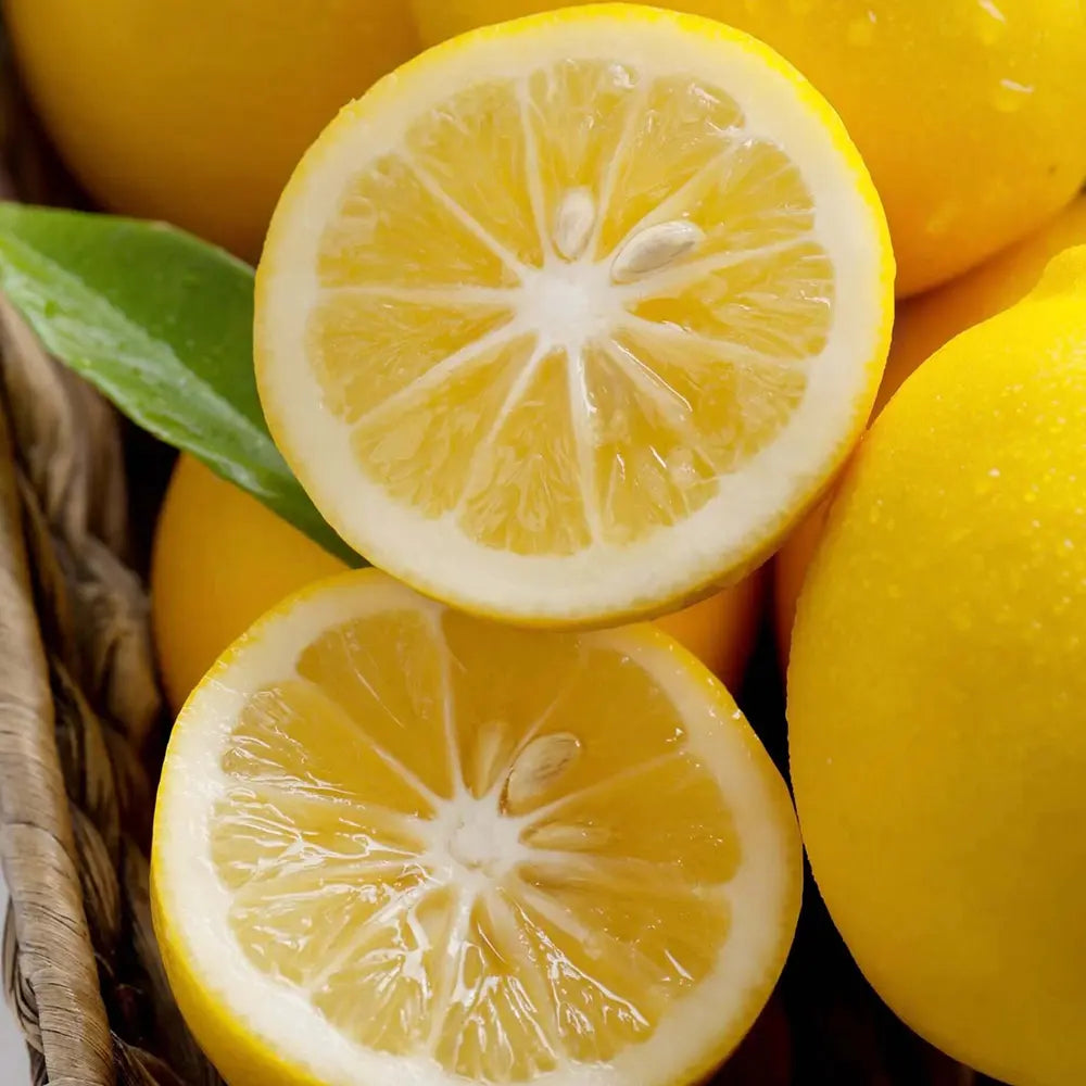 Pom Lamai (Citrus Limon) Meyer, 40-60 cm, cu fructe mari galbene-portocalii parfumate, an 2 pe rod