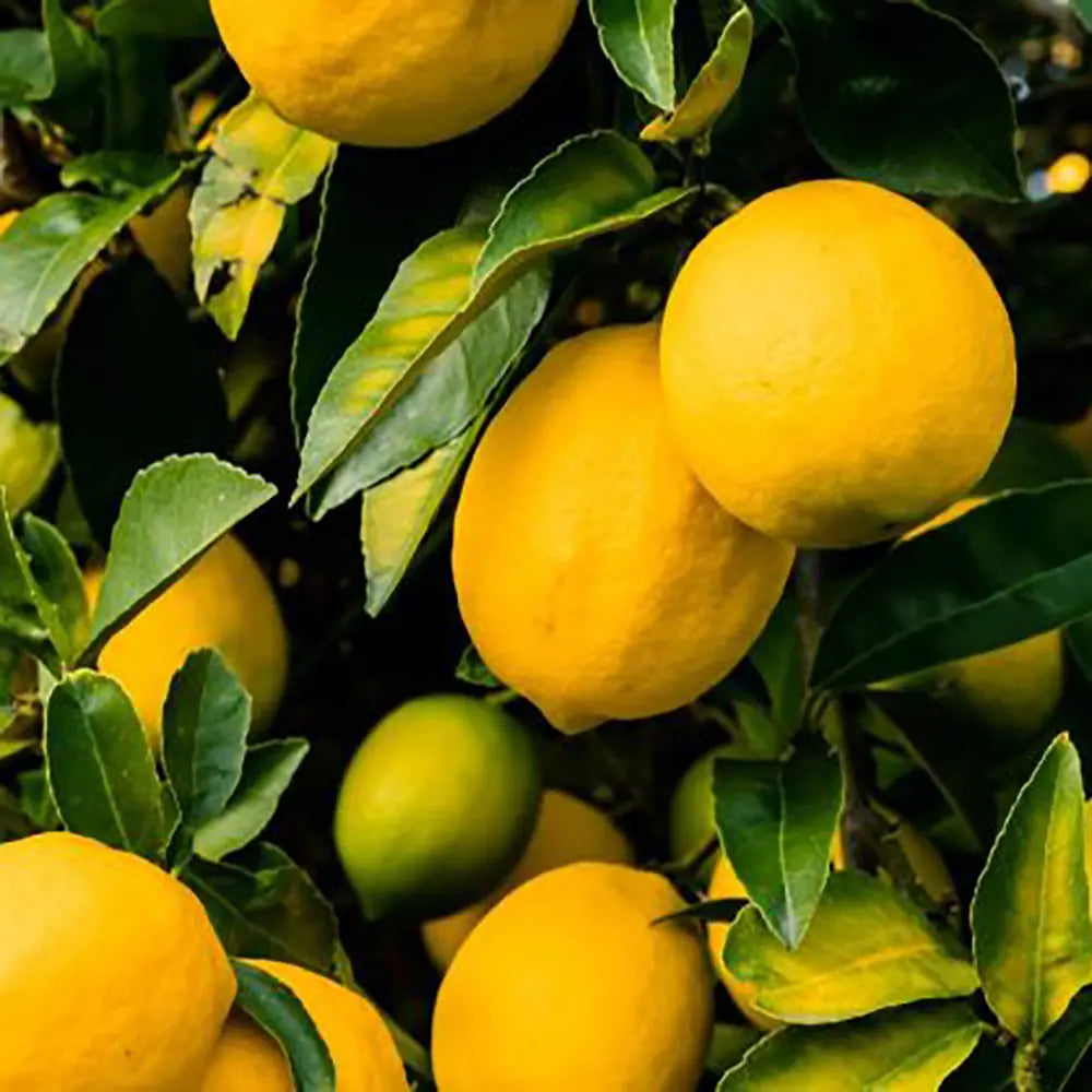 Pom Lamai (Citrus Limon) Monachello, 100-110 cm, cu fructe mari galbene intens parfumate, an 2 pe rod