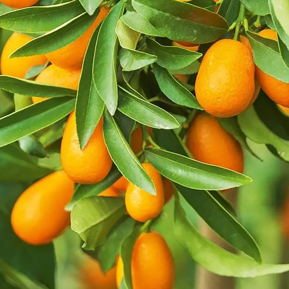 Портокал Кумкуат (Citrus Sinensis), с ядливи плодове, сладки отвътре и леко кисели отвън, доставя се с узрели плодове