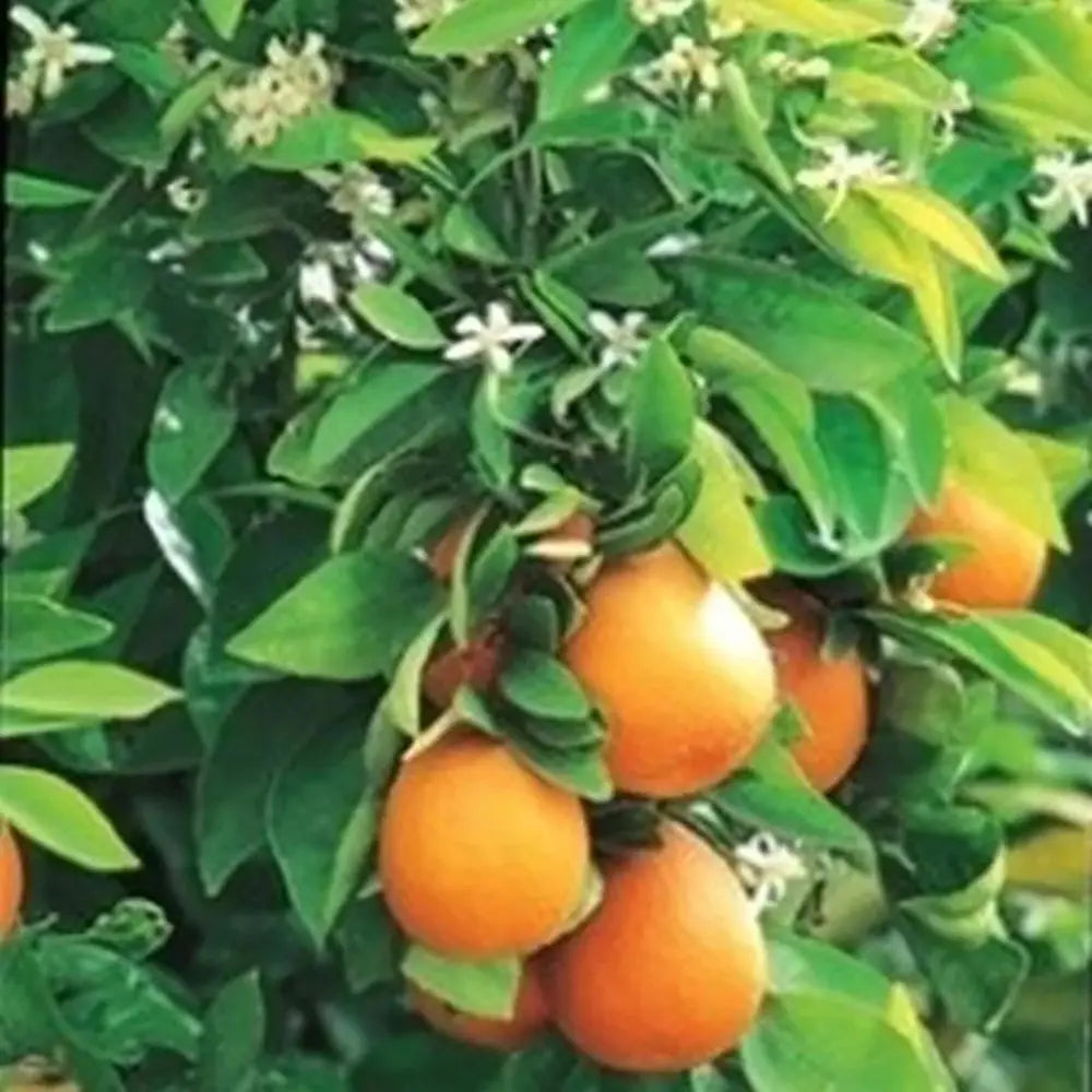 Portocal Washington Navel (Citrus sinensis), cu fructe dulci portocalii fara seminte, an 2 pe rod