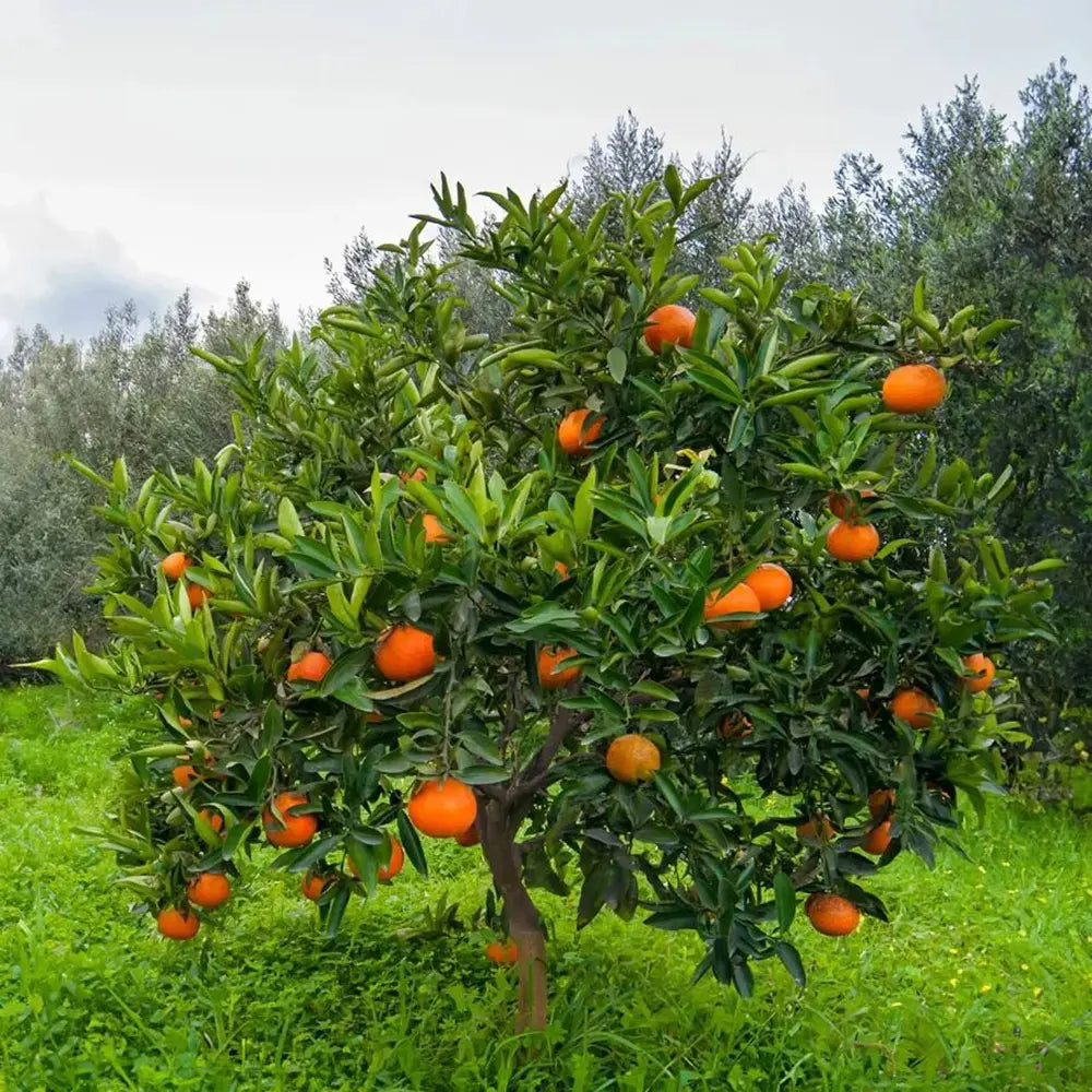 Portocal Washington Navel (Citrus sinensis), cu fructe dulci portocalii fara seminte, an 2 pe rod