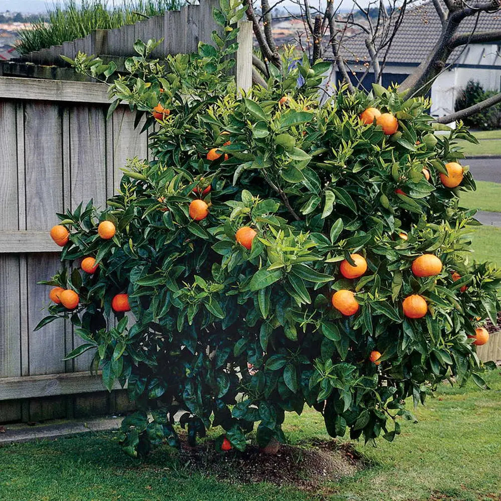 Portocal Washington Navel (Citrus sinensis), cu fructe dulci portocalii fara seminte, an 2 pe rod