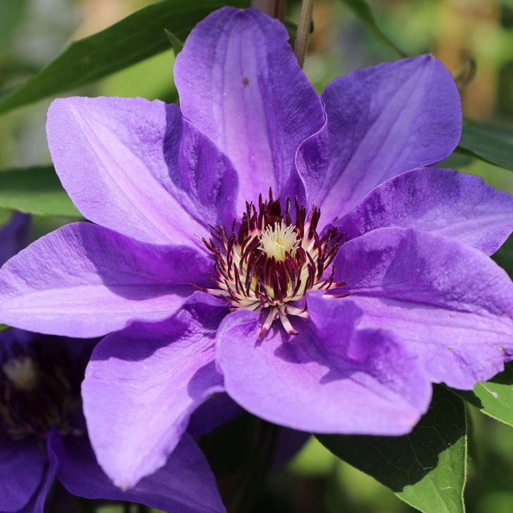 Clematis (Clematita) Konigskind, cu flori violet-intens, cataratoare