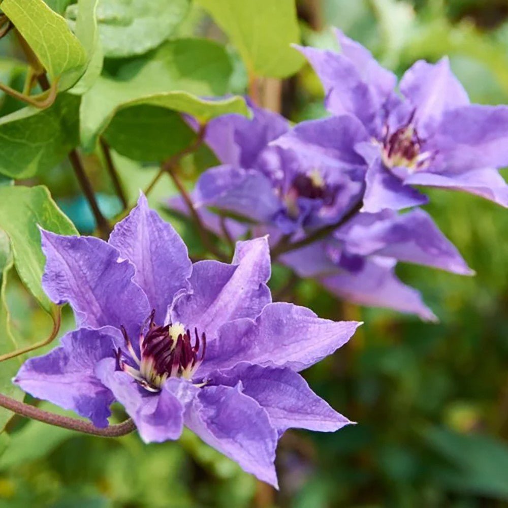 Clematis (Clematita) Konigskind, cu flori violet-intens, cataratoare