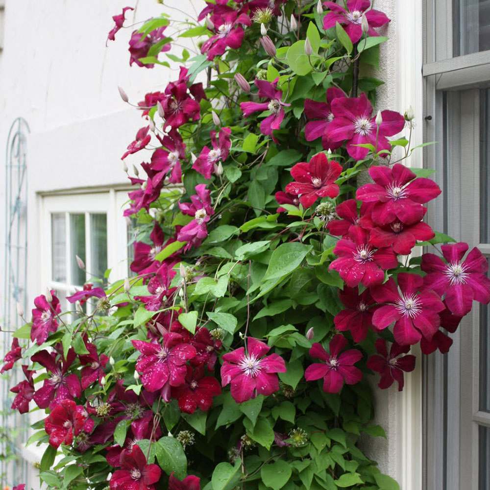 Clematis (Clematita) Rouge Cardinal, cu Flori Purpurii, Cataratoare