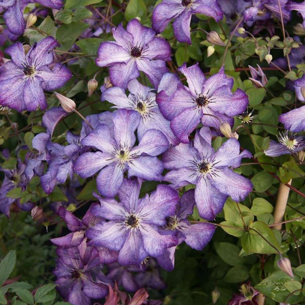 Clematis (Clematita) Super Nova, cu Flori mov cu alb, Cataratoare