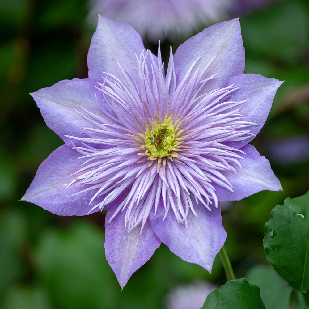 Clematis Crystal Fountain Regal, cu flori albastre-mov, cataratoare