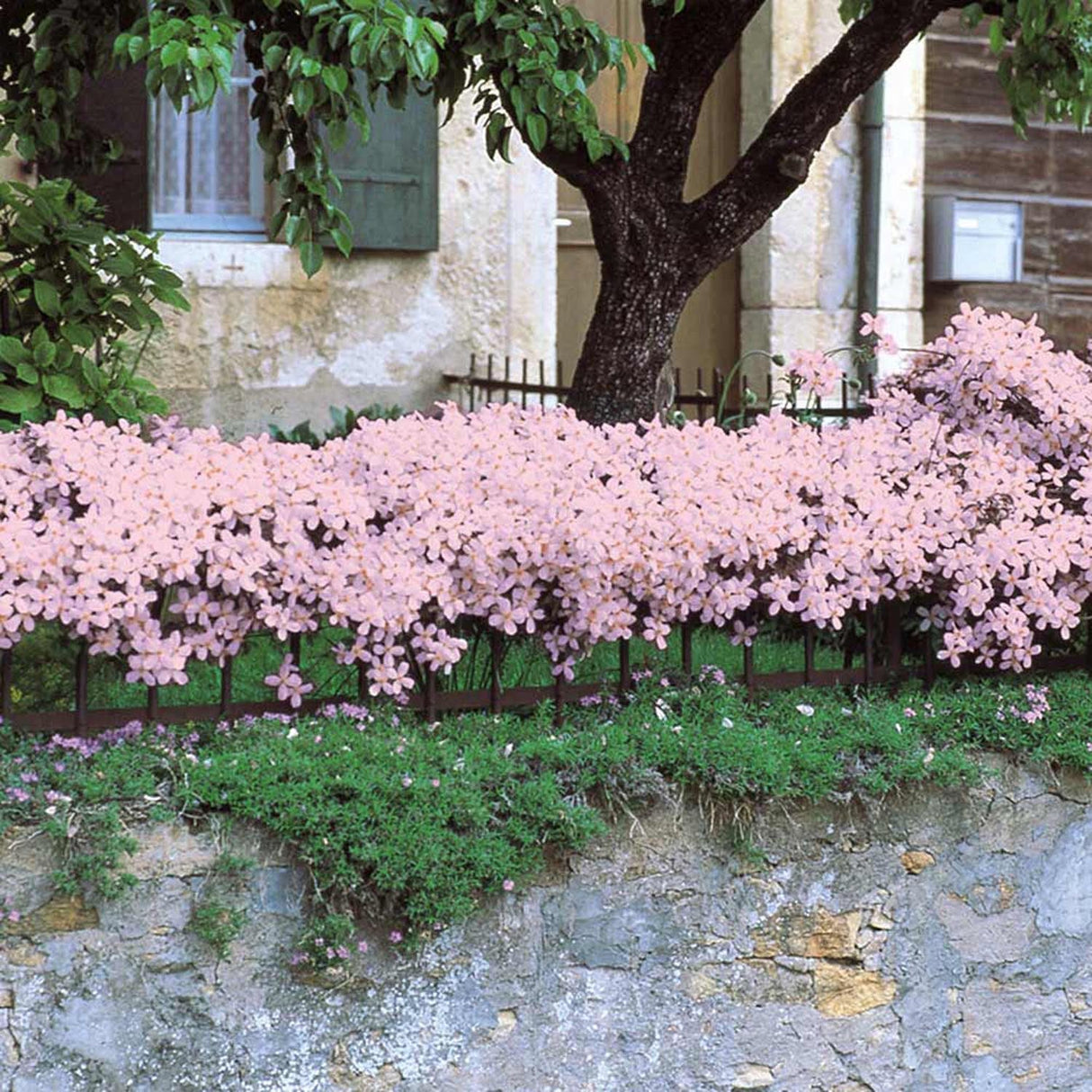 Clematis Rubens, cu Flori Roz-Pal, Cataratoare