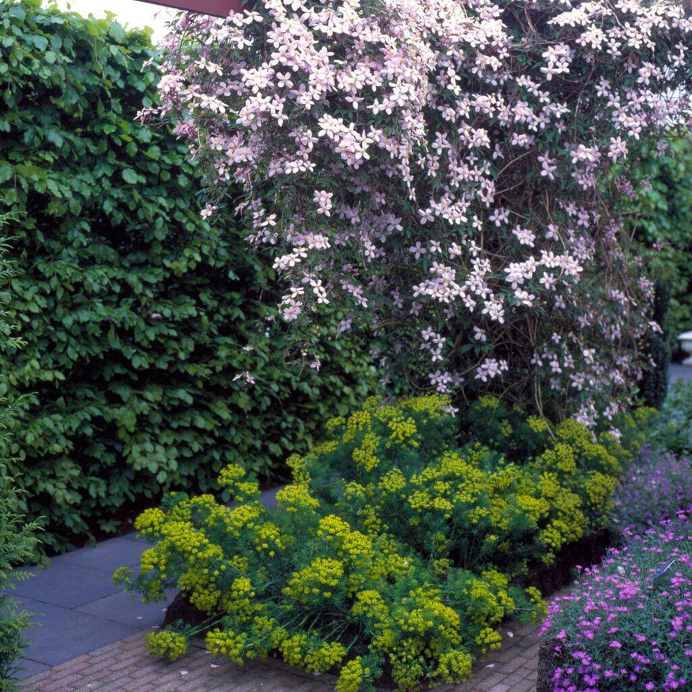 Clematis (Clematita) Fragrant Spring, cu flori roz-deschis parfumate, cataratoare
