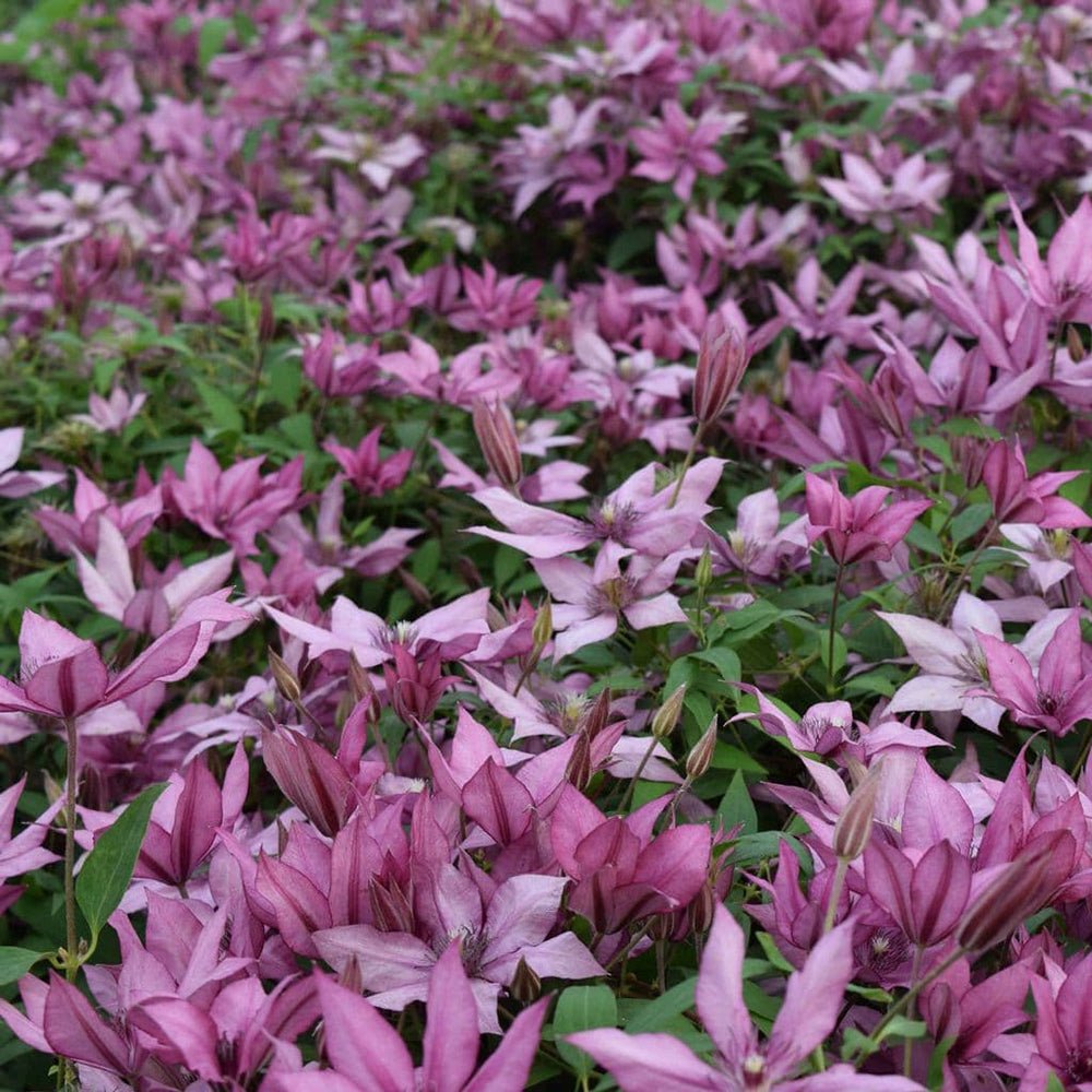 Clematis (Clematita) Giselle, cu flori roz-violet, cataratoare, inflorire repetata
