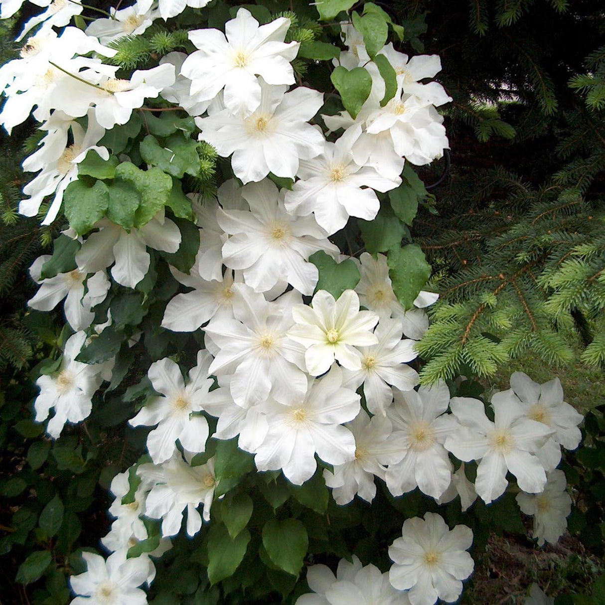 Clematis Hibrid Le Coultre