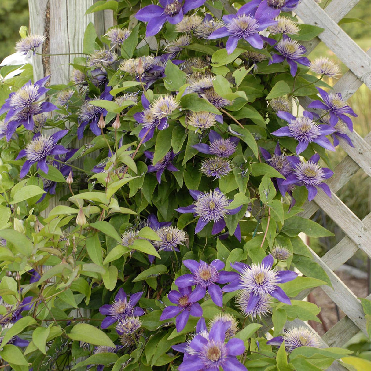Клематис (Clematis) Multi Blue, със сини-виолетови цветове, катерлив