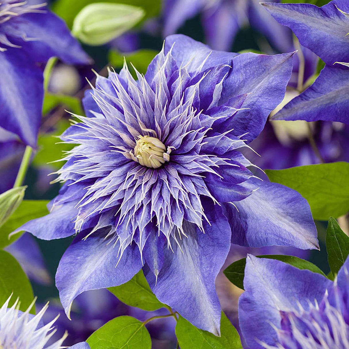 Клематис (Clematita) Multi Blue, със синьо-лилави, катерливи цветове