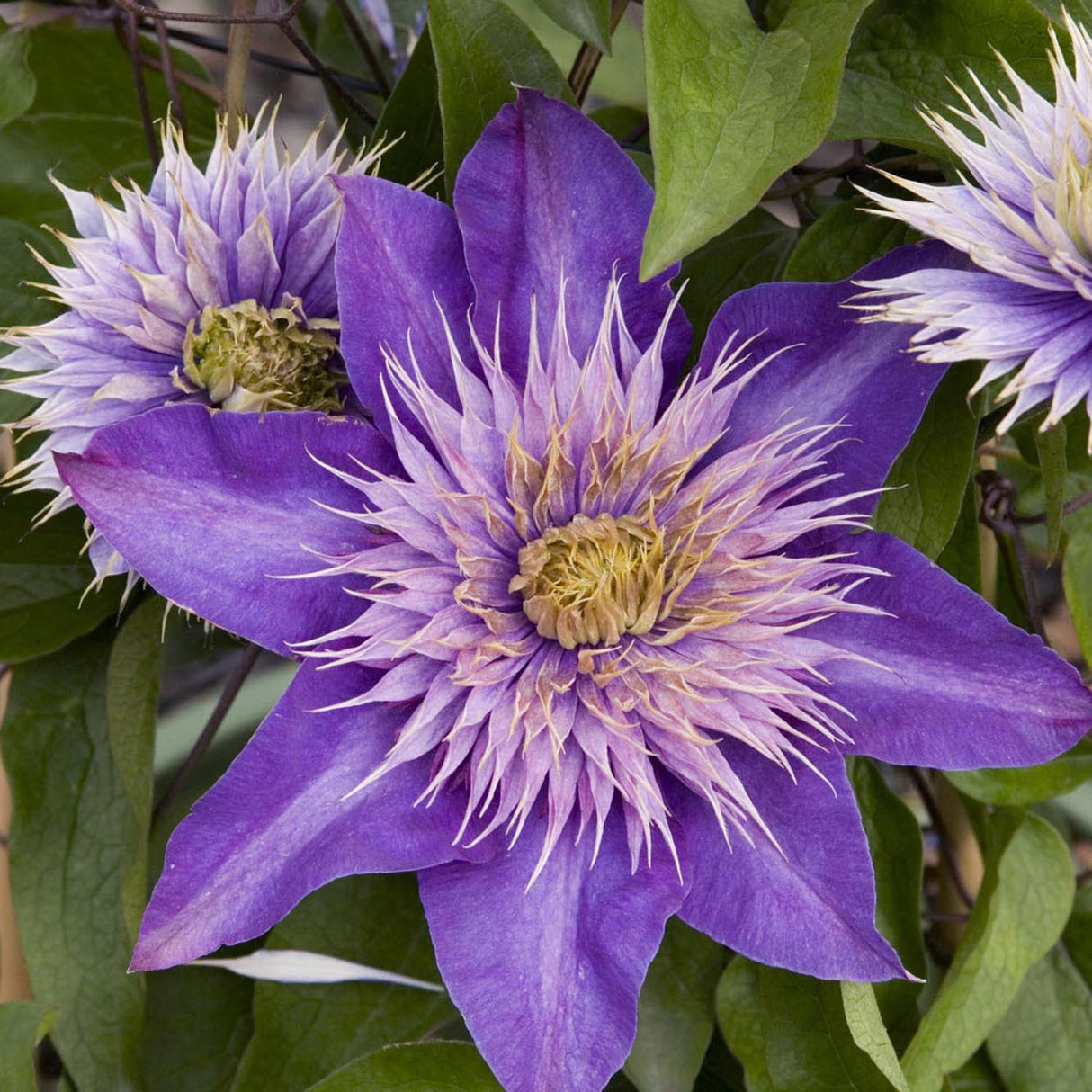 Клематис (Clematis) Multi Blue, със сини-виолетови цветове, катерлив
